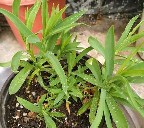 鸡鸭|嫌弃鸡鸭粪便臭?不如就用它来养花,无异味,肥效温和又持久