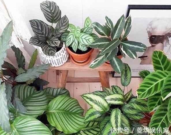 养殖|春天养花添新株，当盆栽4种花卉，寓意好、株型美又好养活