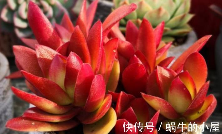 秋冬养这5款红色系多肉，越晒颜色越鲜艳，容易爆盆长势好