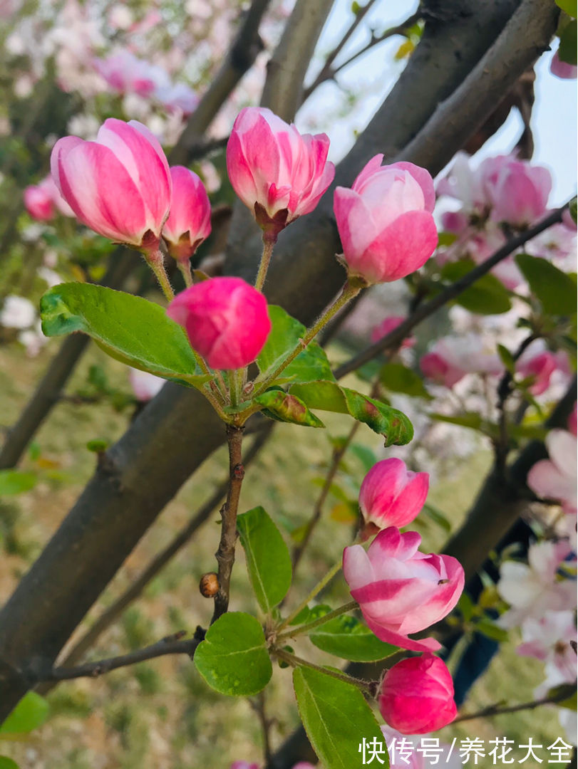 “家有罗汉松，世代不受穷”，家里有庭院，就种这4种“吉祥树”