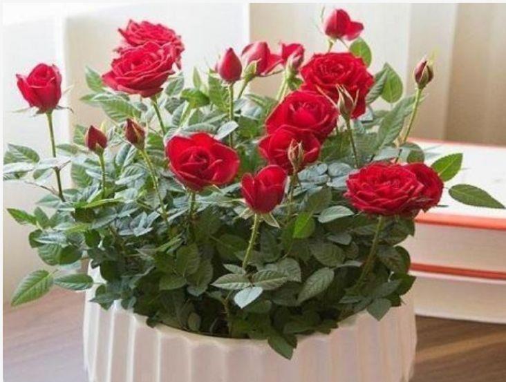 4种花常年开花易爆盆，被称为花卉界的劳模，浇水就能长得旺