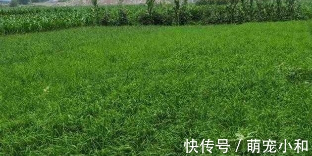 去买菜时遇到这种韭菜,你可不要买,菜摊老板自己都不吃!