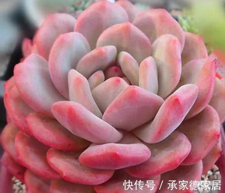 9个美到无法形容的粉色多肉品种，不多养几盆都觉得亏