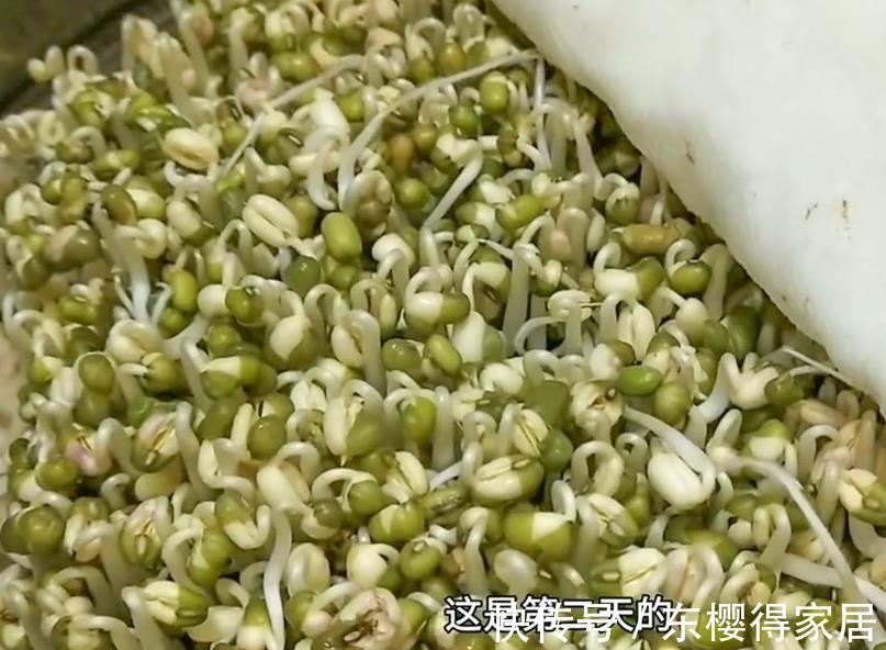 豆芽|家庭自制绿豆芽，教你5个小秘诀，豆芽4天就能吃，安全卫生又营养