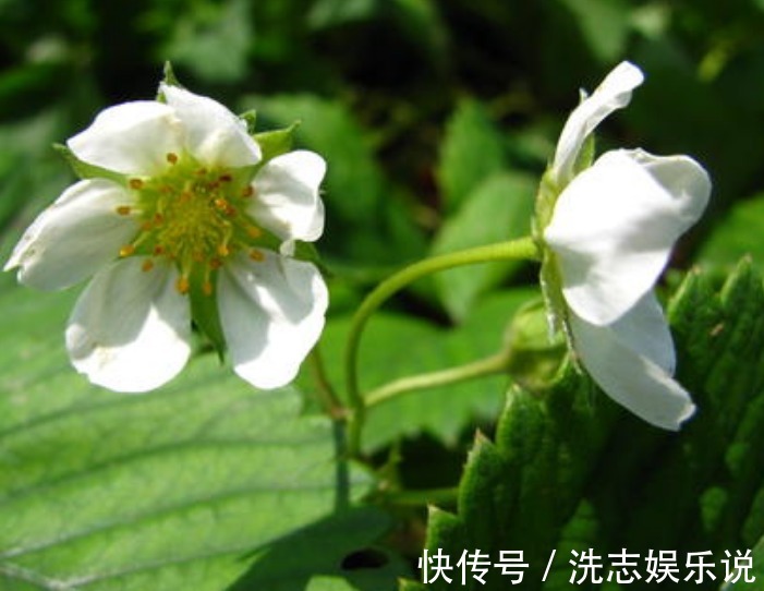 倾泻|此花花姿优美，绿叶衬托着洁白的花朵精致夺目，象征着勇敢的爱情