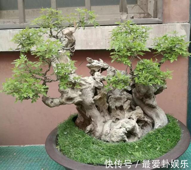 从农村挖个“木疙瘩”做盆景,邻居取笑捡破烂,发芽后却重金求买
