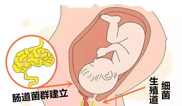 肠道菌群很重要,从小抓起更有效|?大白话说中医第一百六十三期| 小孩子