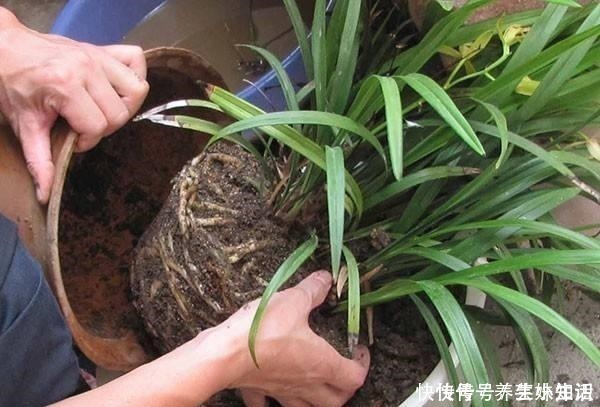 盆栽|养花忌讳“3件事”，做错一个也不行，怪不得老是养死花！