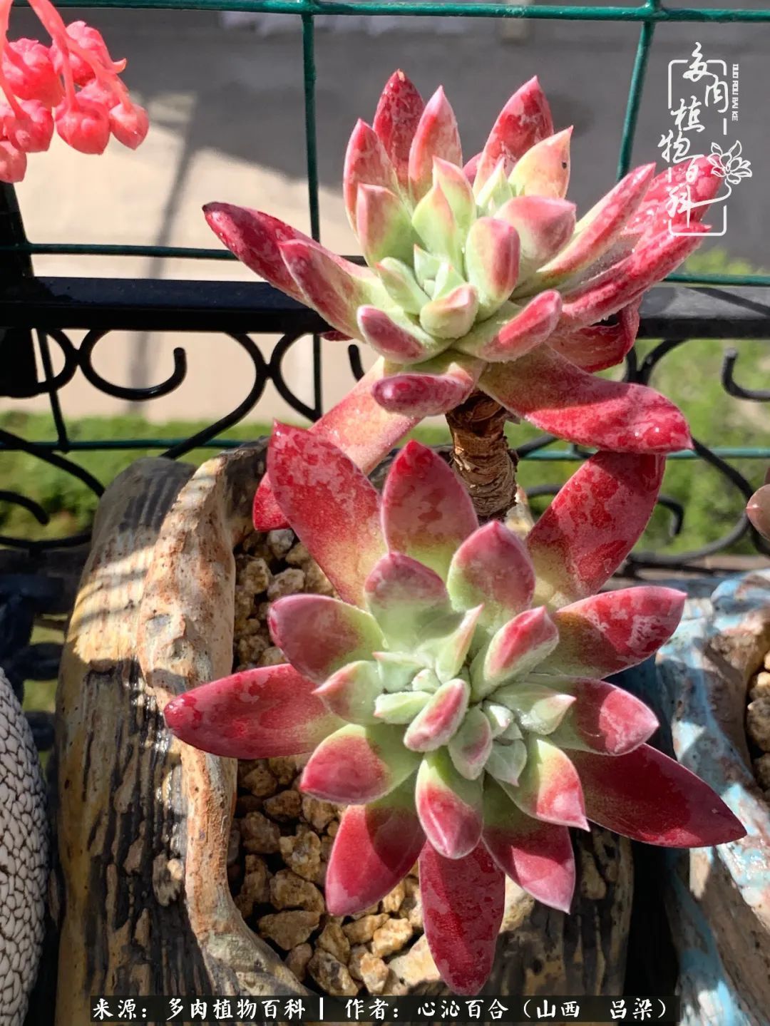 夏季的多肉,绿色才是主色调!努力呵护,期待绽放的那一刻!