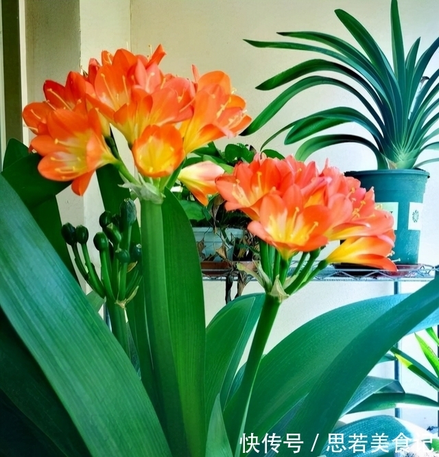 净化|七种花很“养人”，卧室客厅放几盆，好看吉祥“睡得香”