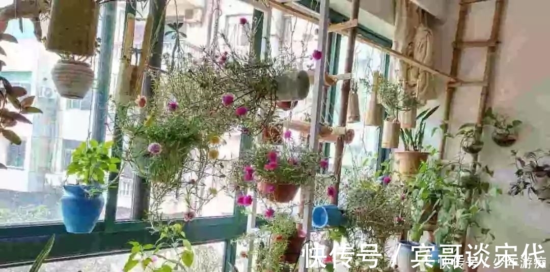 花园|养花技巧:客厅养一堆便宜花,一年四季开不停,没钱也能变花园!