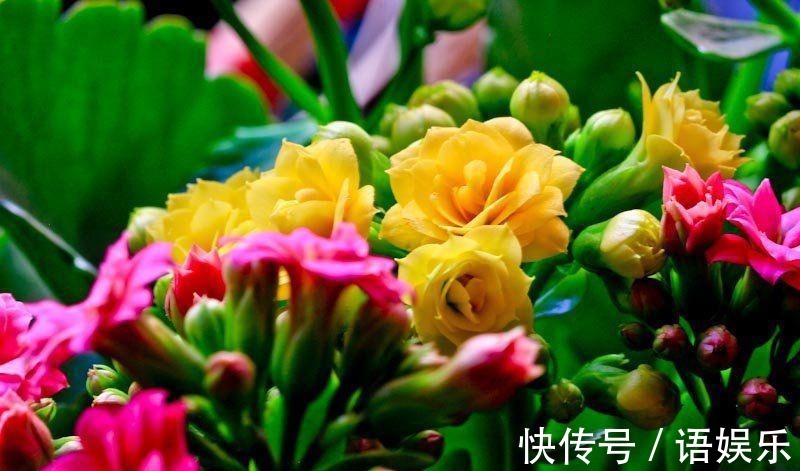 长寿花扦插不复杂,只需注意几点,叶片肥嘟嘟,开花又大又艳!