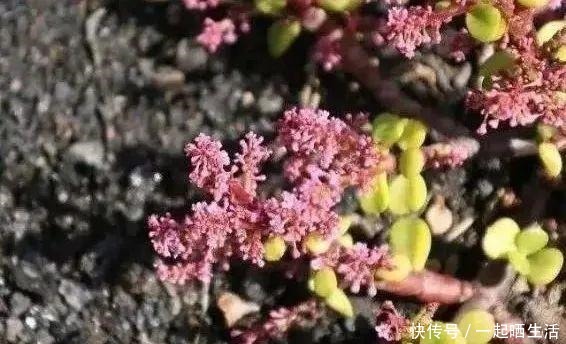 金枝玉叶开花了，特罕见，比雅乐之舞还美！金枝玉叶开花了，特罕见，比雅乐之舞还美！