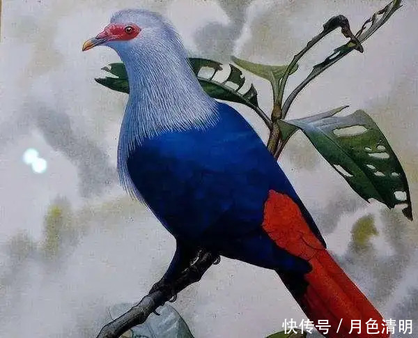 蓝色鸽子、巨鹿、斑驴,人类灭绝的9种美丽的国宝级动物