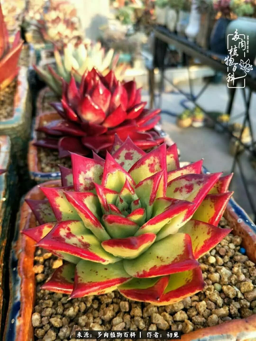 养多肉四周年,从初见到爱恋!幸福一直藏在浅薄的日子里!