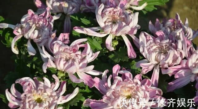 sod|菊花加一宝,每天一杯,能养肝明目,视力也好了,值得分享给家人