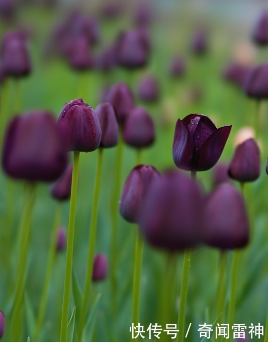 夜皇后|这些黑色的花是经过精心培养才出来的成果，是非常美丽的花