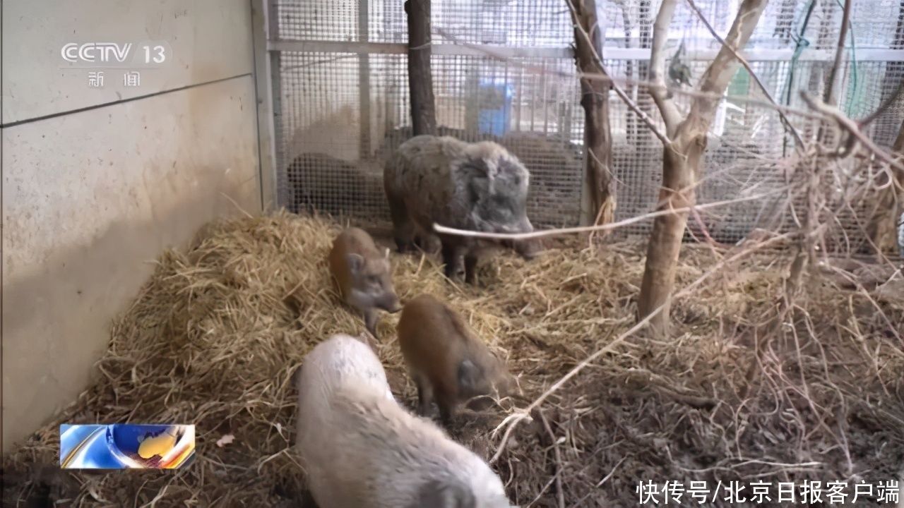 派出所民警|南京野猪下山,突然冲进一家奶茶店