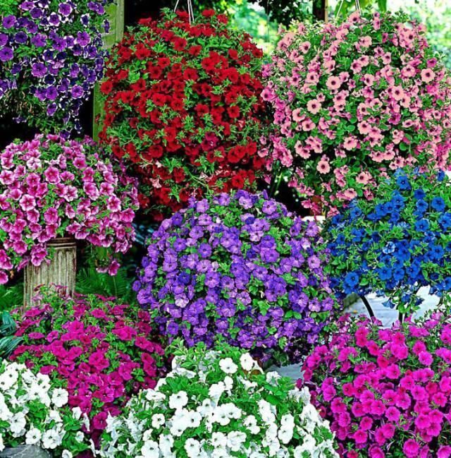 养花就要养它,只要开花就是200以上,绝对最美风景线