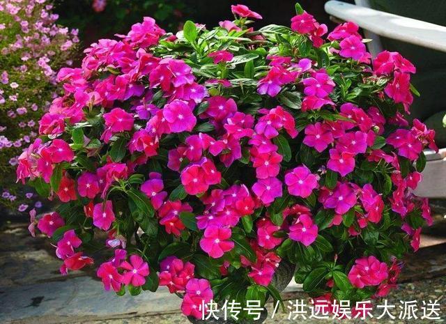 机器|这3种花“耐热”好养，30度还能窜花苞，夏天的“开花机器”