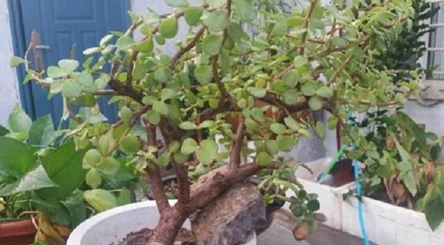 这种“小绿树”，最适合盘老桩，仅需1根枝条插进土中，1年成盆景