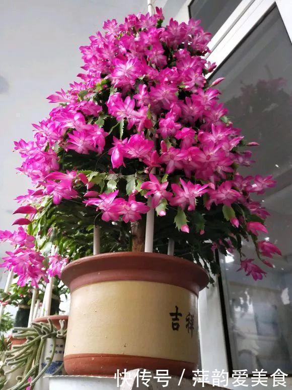 路边捡点它,开水一烫扔盆里,养花10年不烂根!