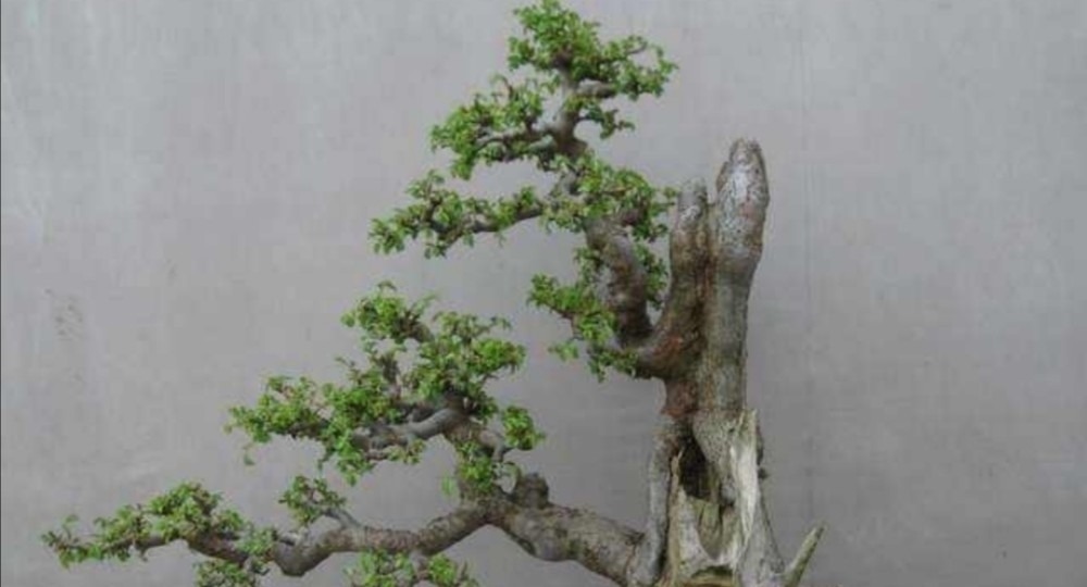 野外5种常见的树，制作成盆景，美观大方，观赏价值高