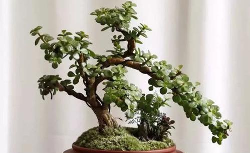 苍劲|金枝玉叶这么养，枝干苍劲有力，造型漂亮颜值高，变成盆景价值大