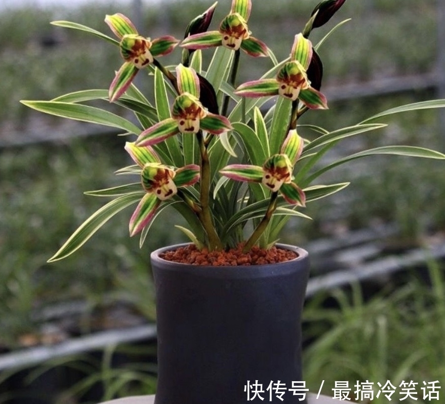 香祖|兰花珍品——矮种帝王妃,花色独特,花香馥郁,适合新手收藏