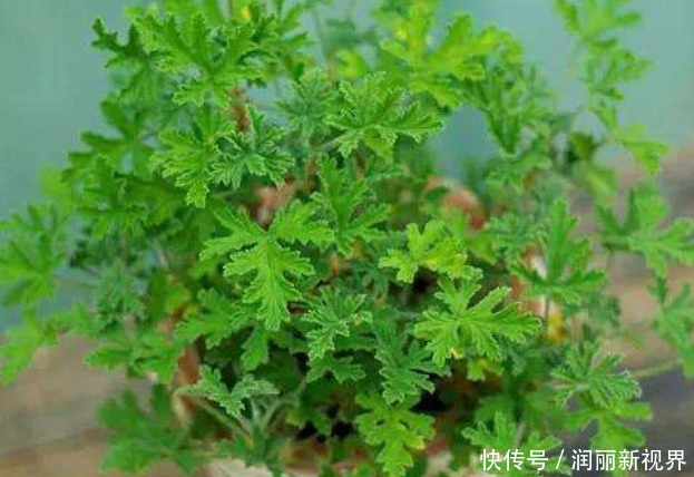 蚊子“惹不起”的4种花,家里养一盆,蚊香不用买,一觉睡到天亮