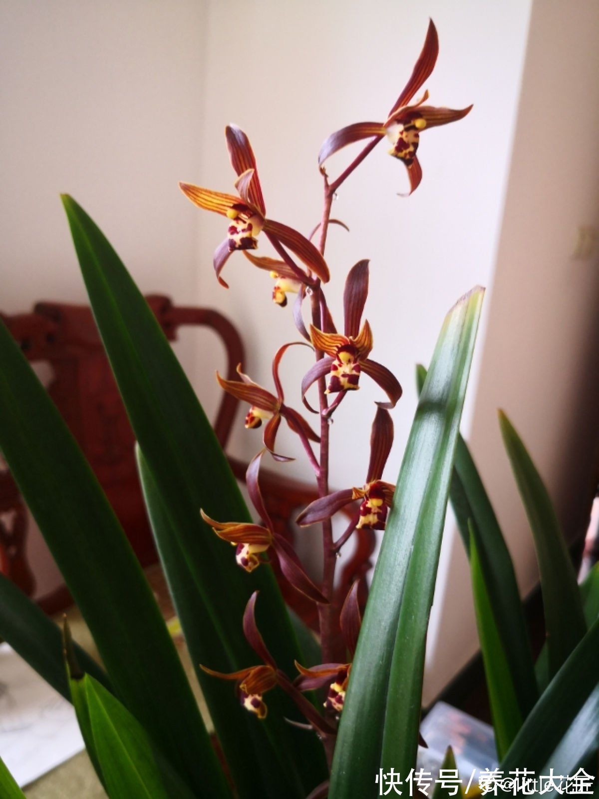 兰花|养花还有鄙视链?养普货兰花被嘲笑,爷爷气得不打一处来