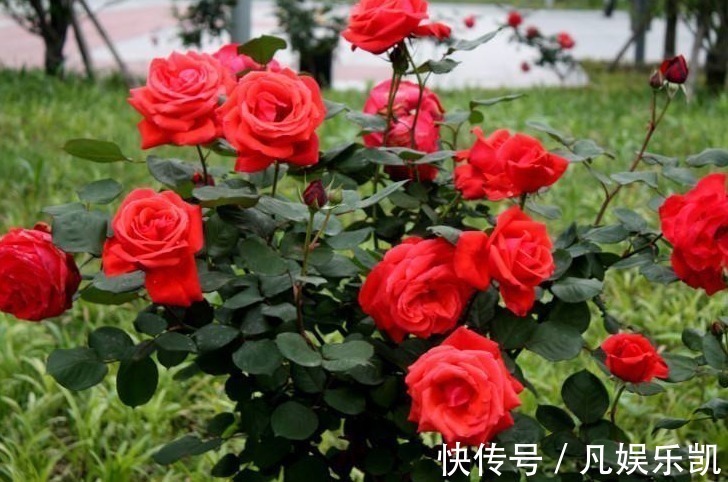 月季|此花,比“菊花、月季”都美,好养易活,花香似香水,女性最爱