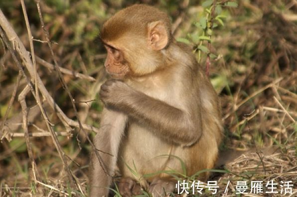 人机智灵敏|属猴人：“请做好准备”，好事来啦！有躲不过的“喜事”