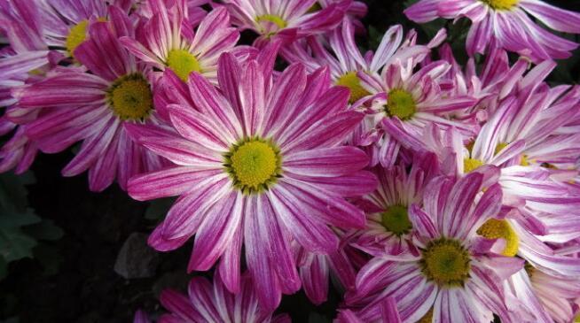 喜欢菊花，不如养盆“菊中珍品”，国色天香，香远益清