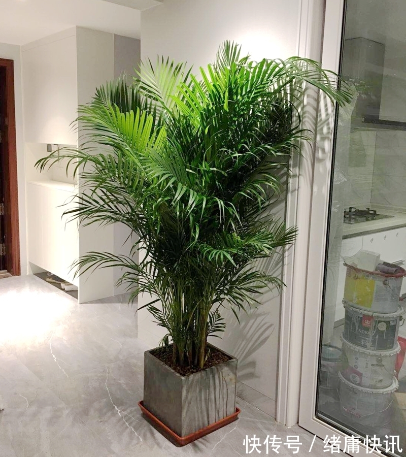 牡丹吊兰|4种花能观赏能“养人”,建议养几盆,好看又利于健康