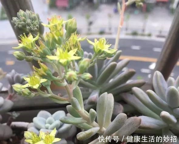 多肉叶子干成皮别扔,这样一做能变老桩!多肉叶子干成皮别扔,这样一做能变老桩!