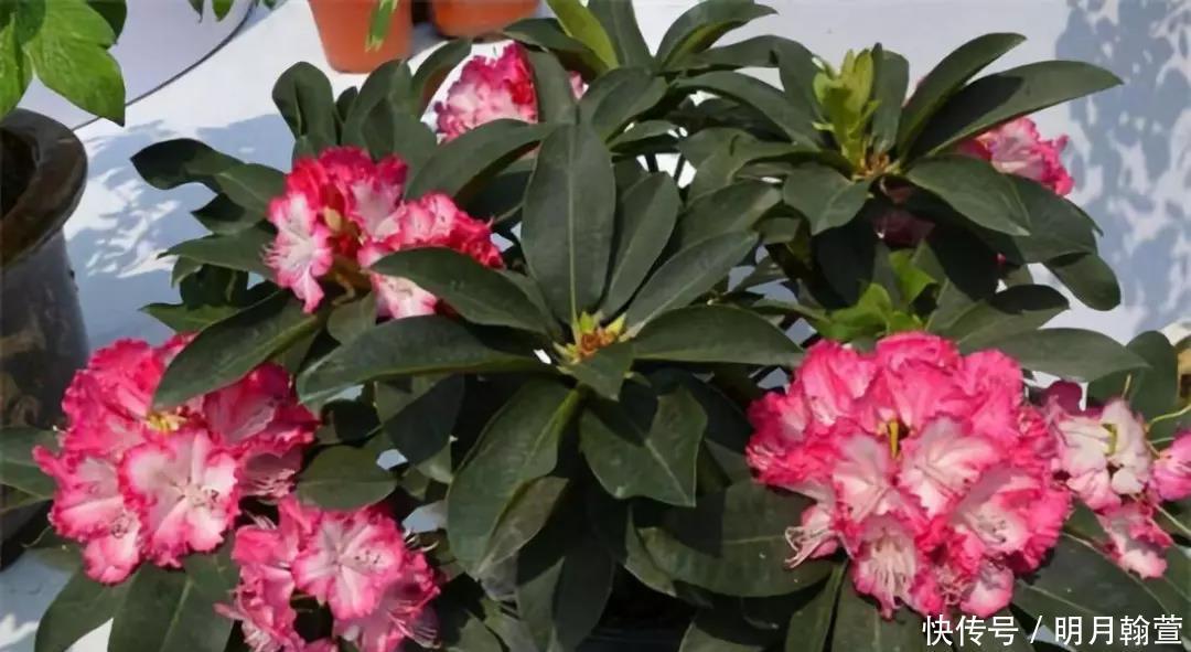 要点|冬天怎么养花不会死,六个要点要记牢