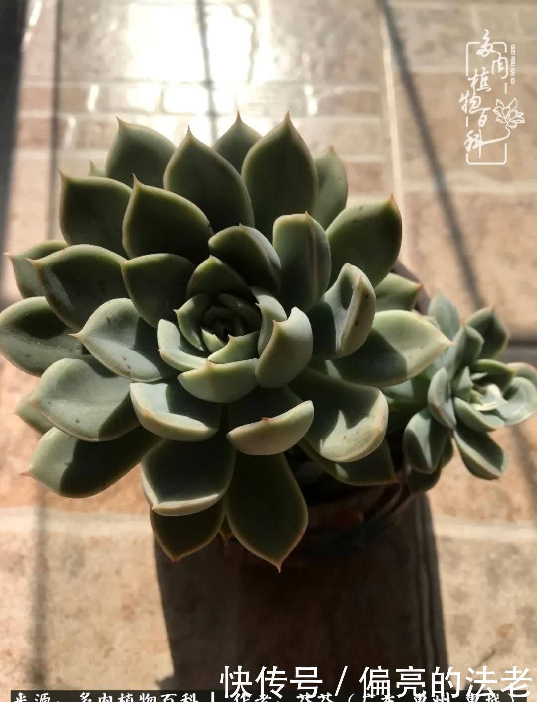 养花|一种爱好就是一种境界，养花养多肉可以培养一个人的心境！