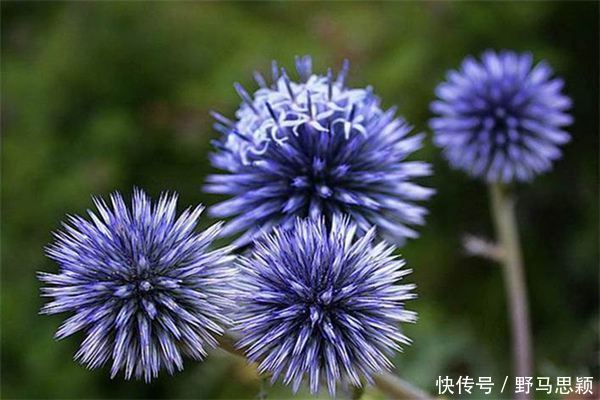 此花是苏格兰国花，花形奇特极其耀眼夺目，象征着神的保佑