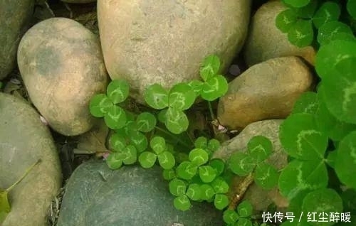 小时候总在四处寻找的幸运草,这次总算可以全部带回家了