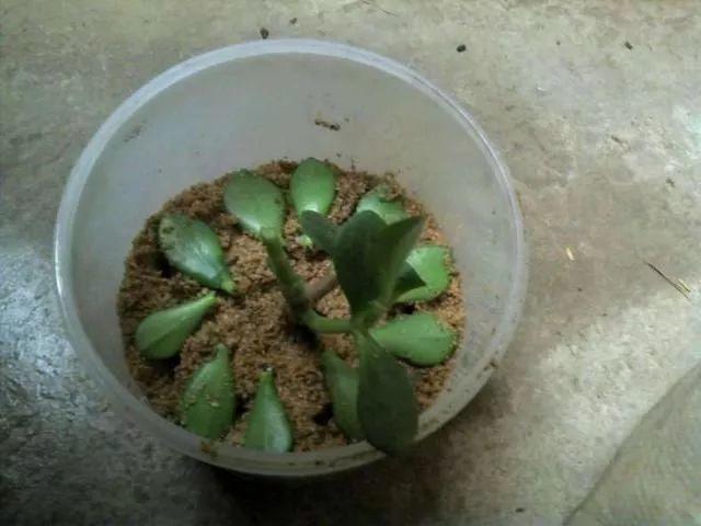 6种寓意好的花，剪根枝就能活，年年爆盆不操心！