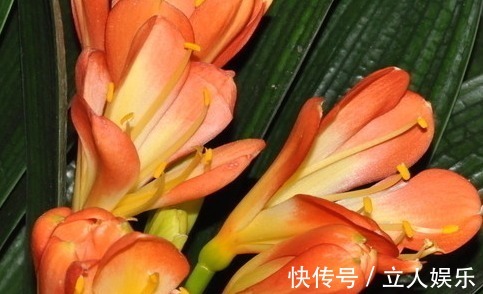 卖花表姐放出大招!君子兰原来是这样养的怪不得总是养不好