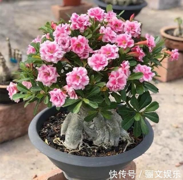 把沙漠玫瑰养成“盆景”,颜值高、价值高,太容易成型了