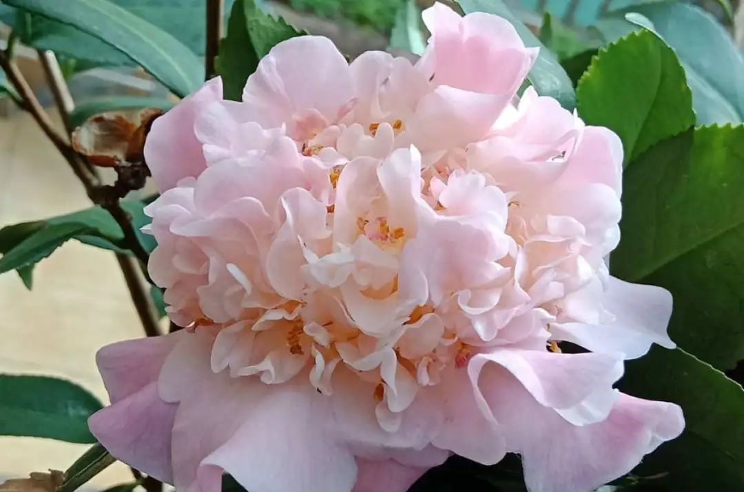 花养成光杆司令,别扔了、还有救,3天起死回生!