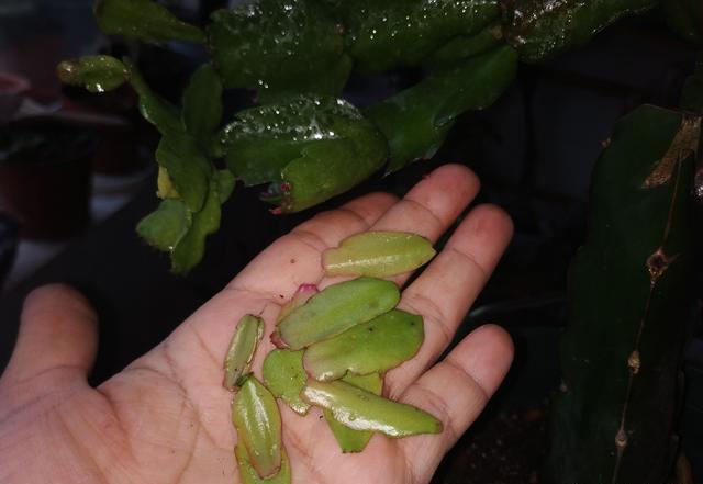 养好蟹爪兰,开花前做一个“小动作”,不长叶子,蹭蹭开花