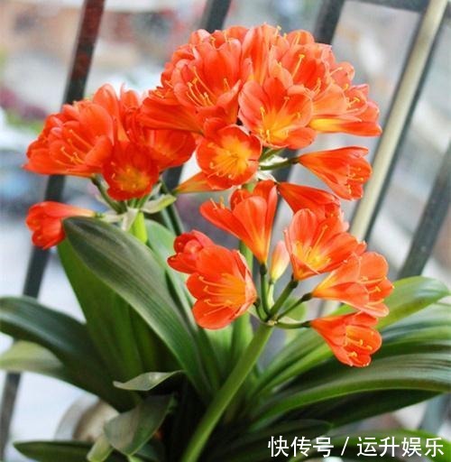 太阳|君子兰喜“阴”还是喜“阳”,很多人都搞错了,难怪黄叶不开花