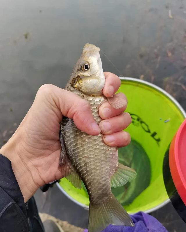  巧用|巧用生鲜鲫鱼饵，小野河爆连