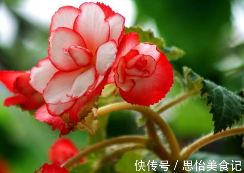 4种花超漂亮，个个美出状态，家里养一盆，招财又纳福！