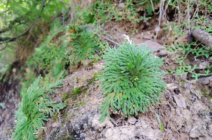 看见这植物，挖回家放盆里，越养越值钱，可成盆栽佳品