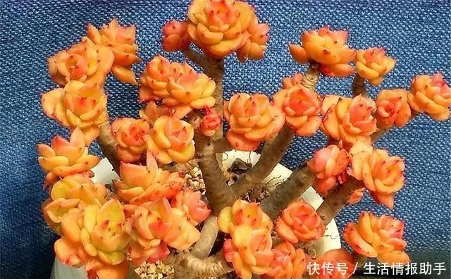 多肉中的牡丹仙子,晶莹剔透爱爆头,杏黄橙红颜色美,最适合新手!